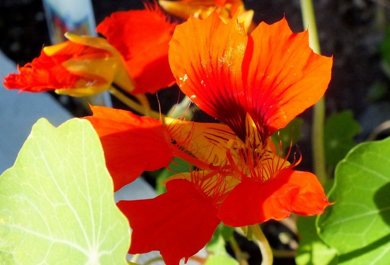 0615-FrillyNasturtium.JPG