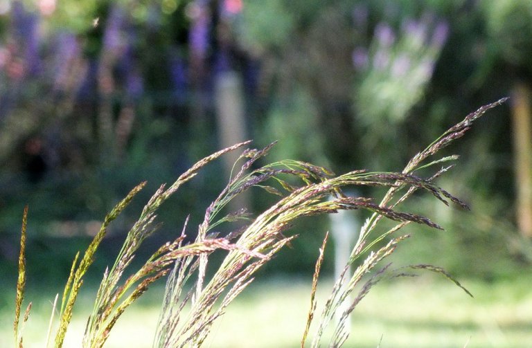 0615-Grasses.JPG