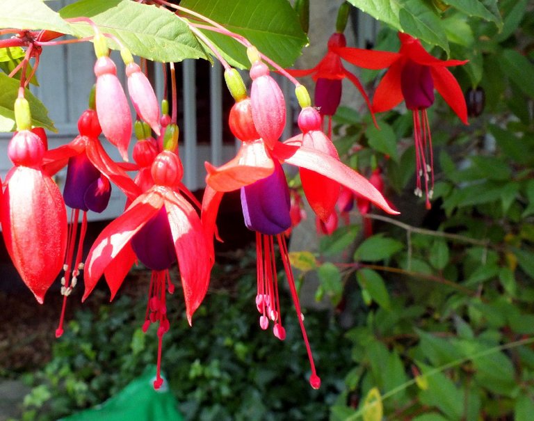 0500-Fuchsias.JPG