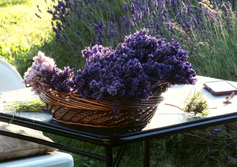 0629-LavenderBasket.JPG