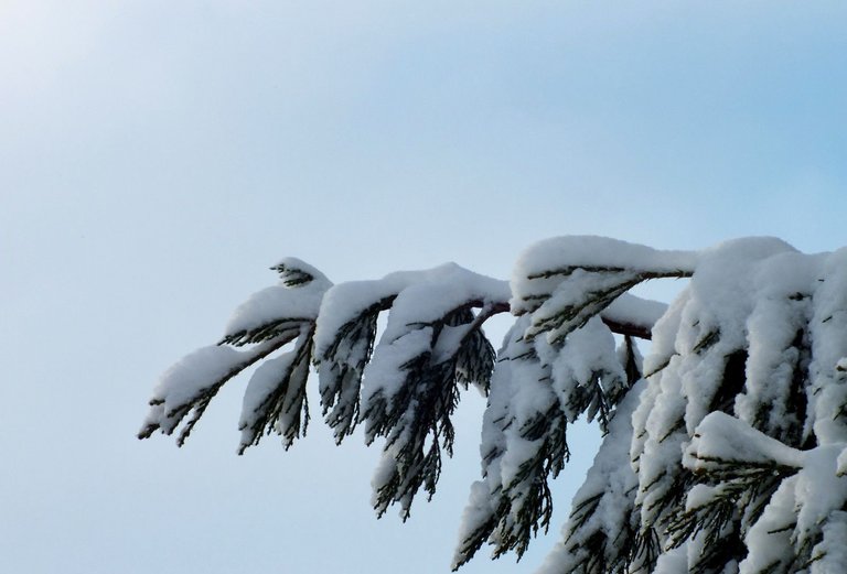 x327-SnowBranch.JPG