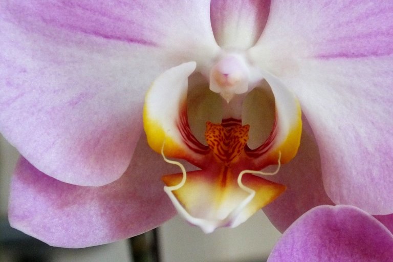 0363-Orchid.JPG