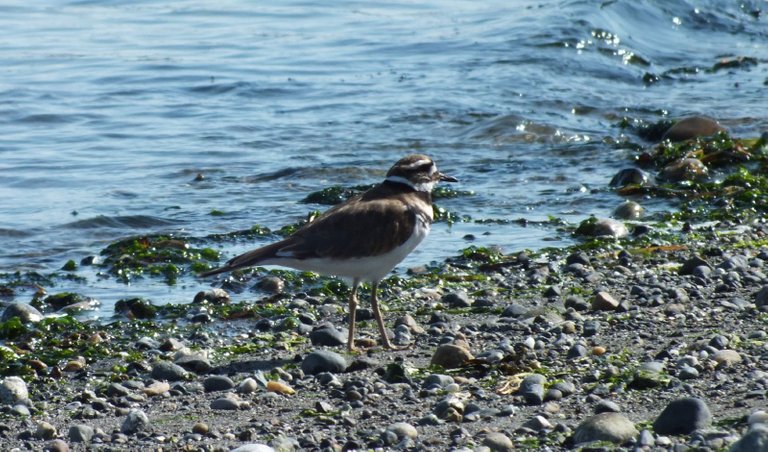 0646-Plover.JPG