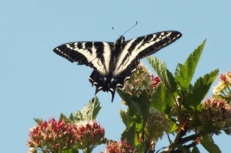 1295-Swallowtail.jpg