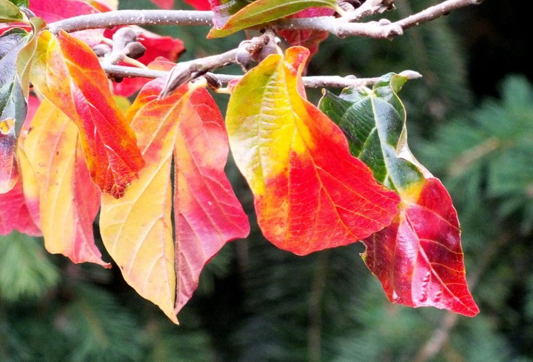 0362-RedLeaves.JPG