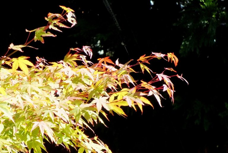 0160-Leaves2.jpg