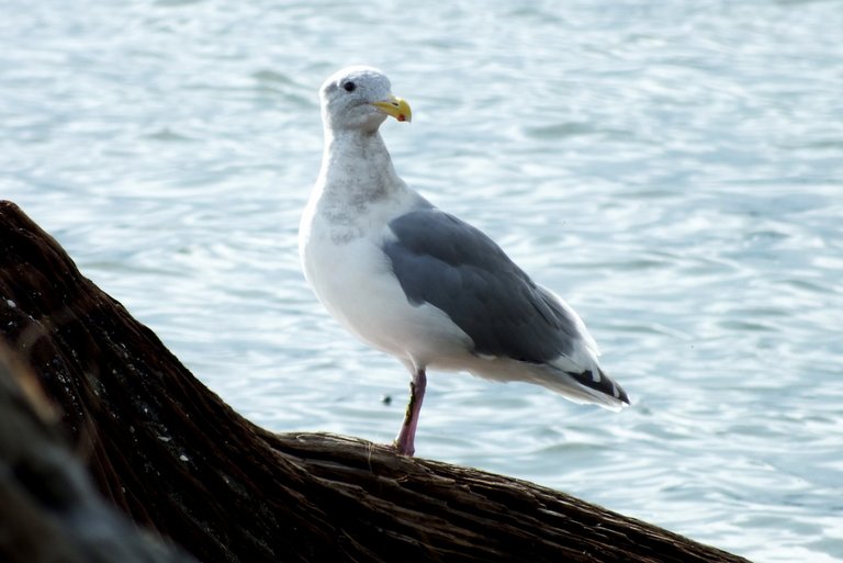 0941-Gull.JPG