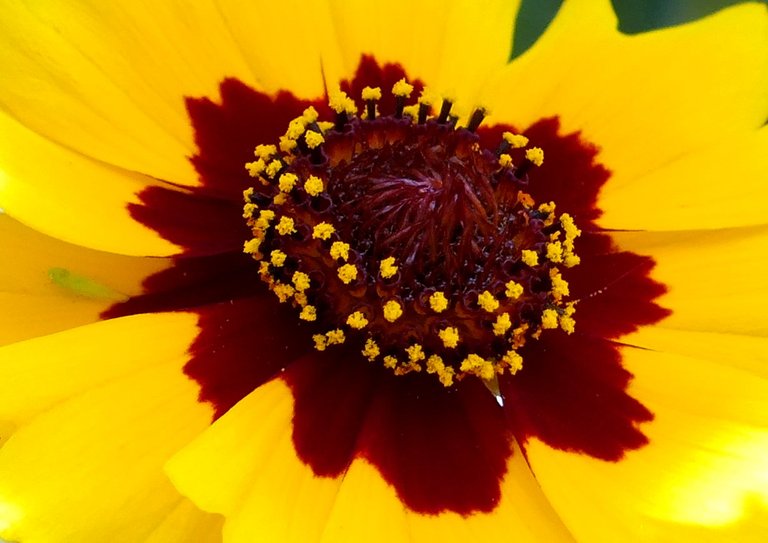 0312-Cosmos.JPG