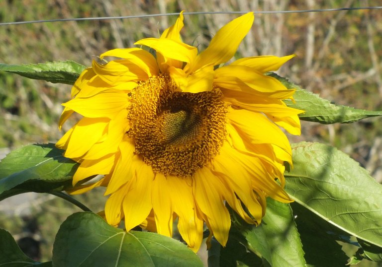 0134-Sunflower.jpg