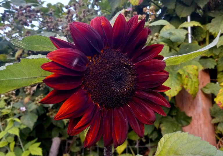 0637-Sunflower.jpg