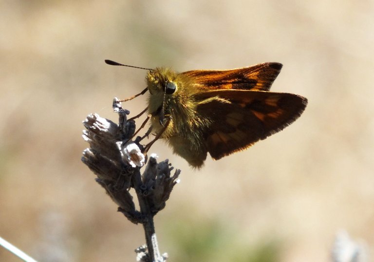 0918-Skipper3.JPG