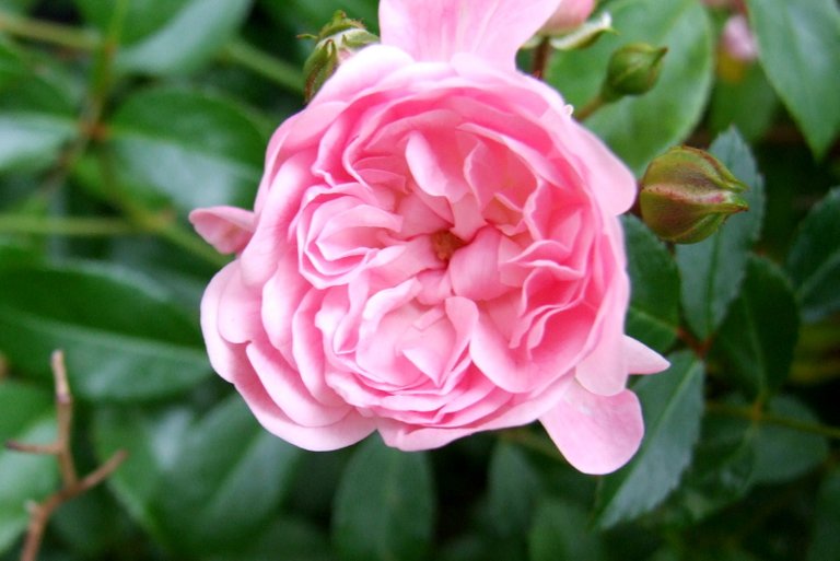 0022PinkRose.jpg