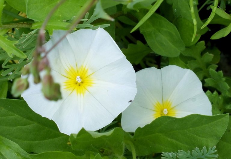 0098MorningGlories.jpg