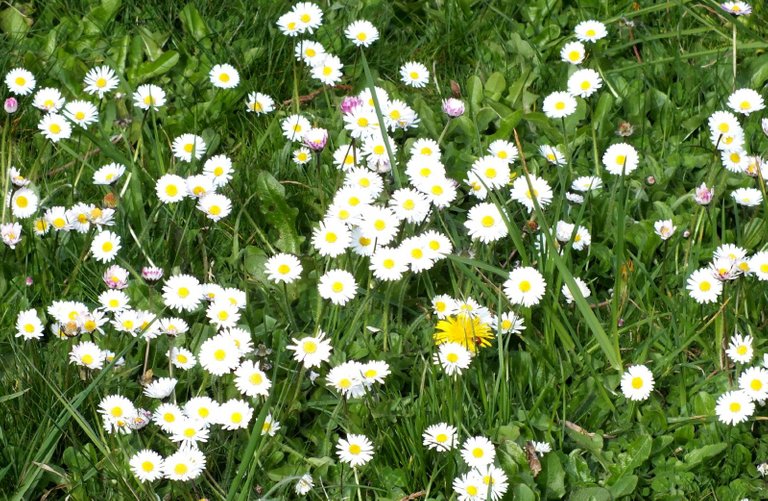 0564-ManyDaisies.JPG
