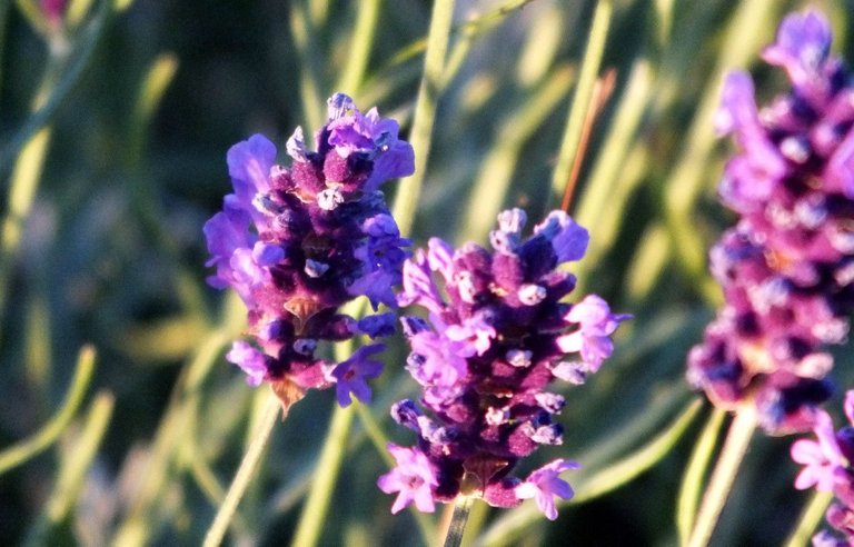 WK0013-Lavender.jpg