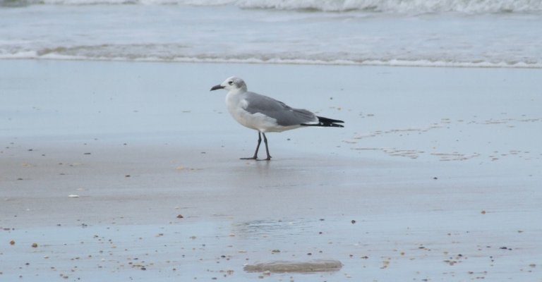 293-New-Gull-140805a.jpg