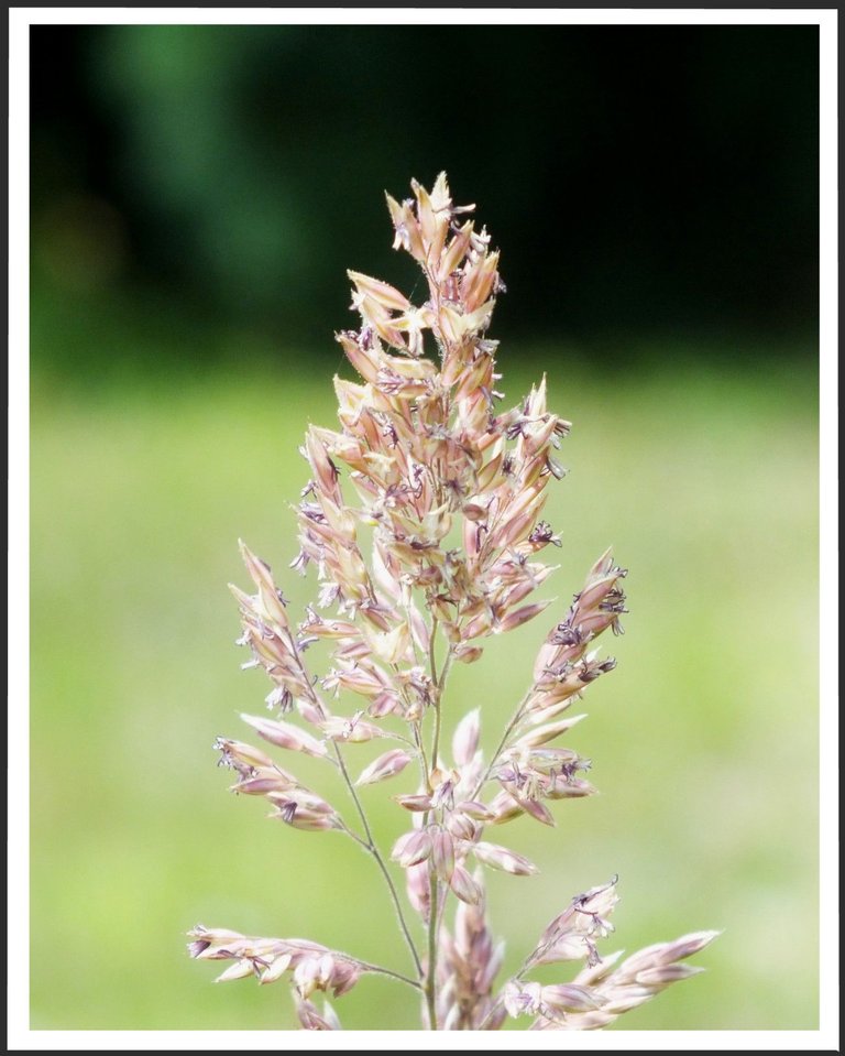 Grass