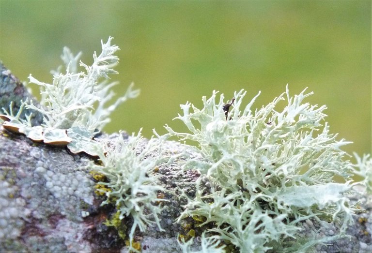 1377-Lichen.jpg