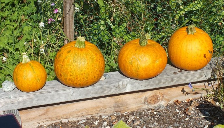 0974-Pumpkins.JPG