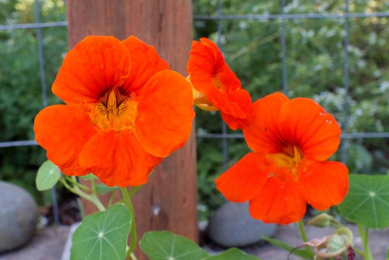 x050-Nasturtiums.jpg