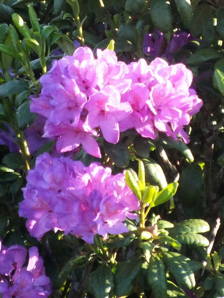 Rhododendron