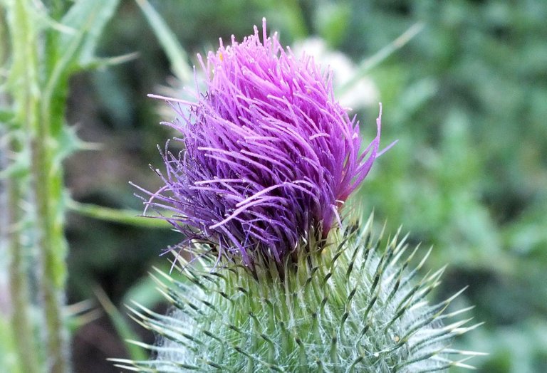 X0326-Thistle.JPG