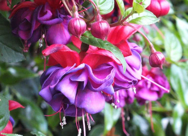 Fuchsia-03s.JPG