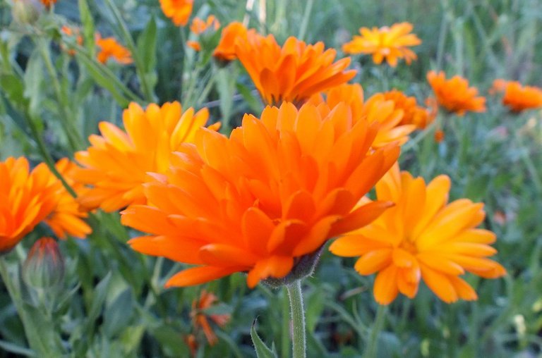 x078-Calendulas.jpg