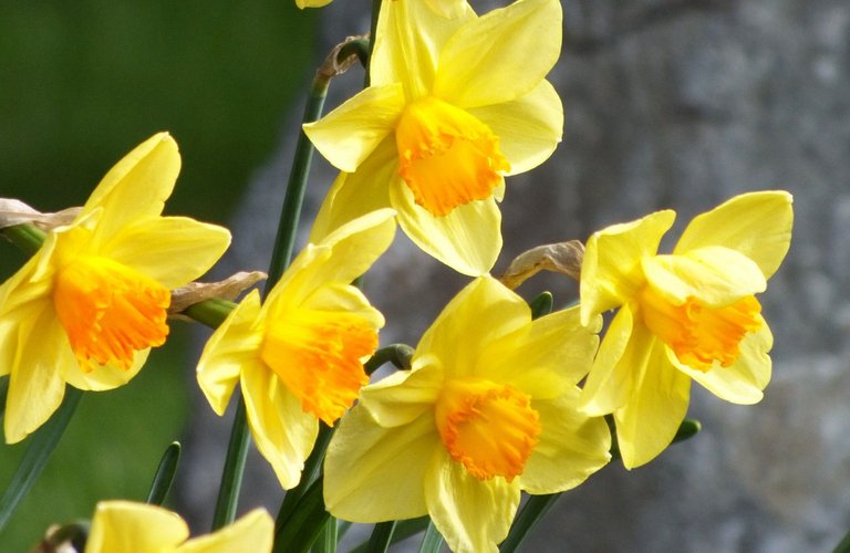 0953-Daffodils.jpg