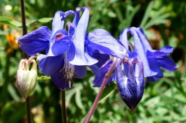 0371-Columbines.jpg