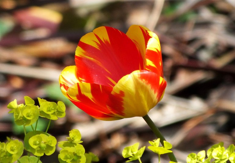 0564-Tulip.JPG