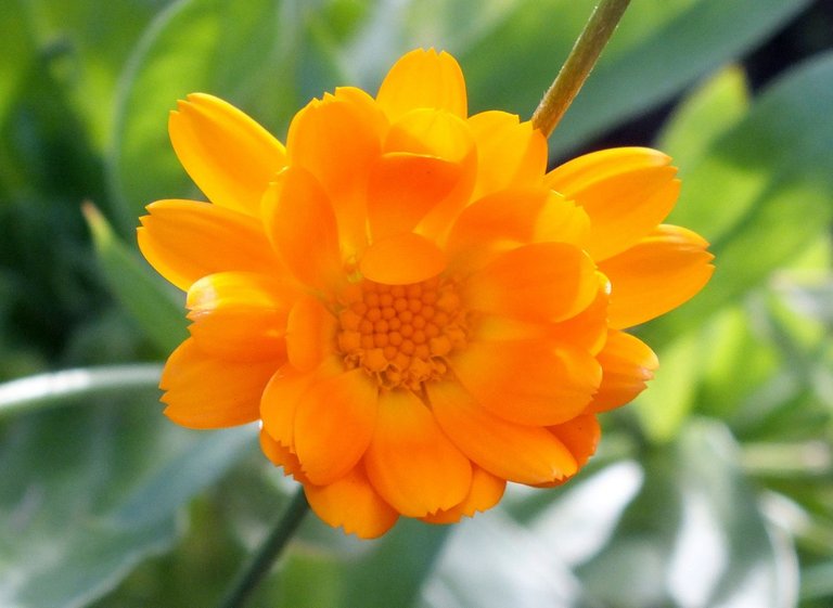 1125-Calendula.jpg