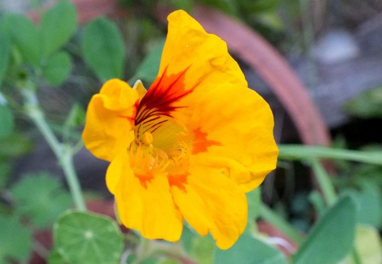 x528-Nasturtium.JPG