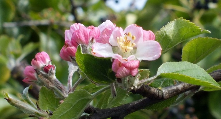 0804-AppleBlossoms.jpg