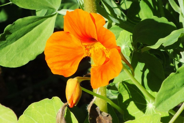 1295-Nasturtium.jpg