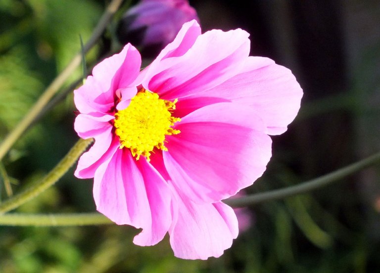 0134-Cosmos.jpg