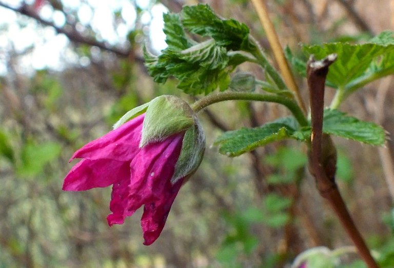 0018-Salmonberry.jpg