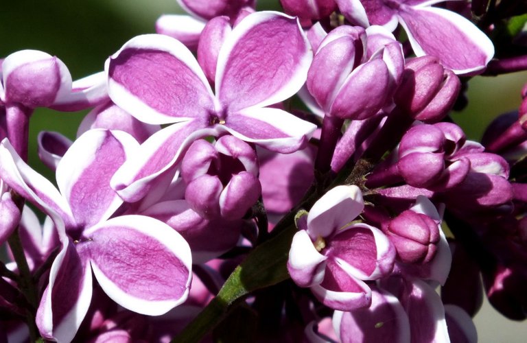 0052-Lilacs.jpg