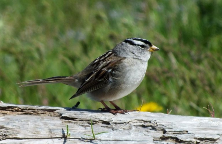 0958-Sparrow.JPG