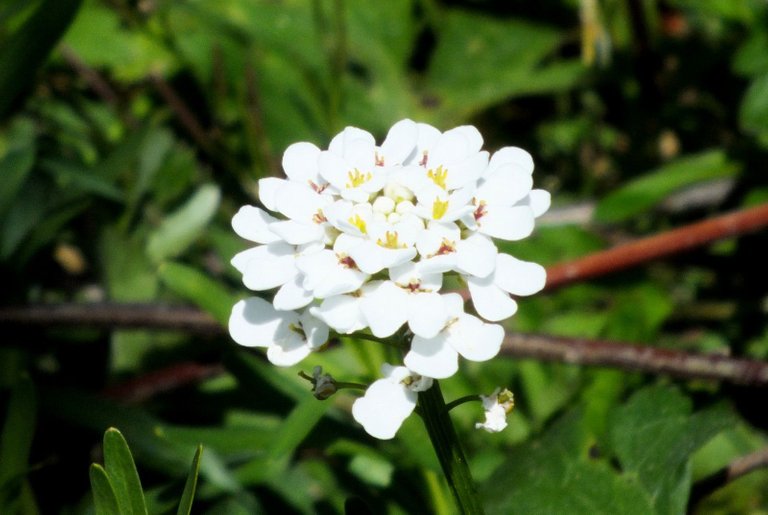 0529-White.jpg