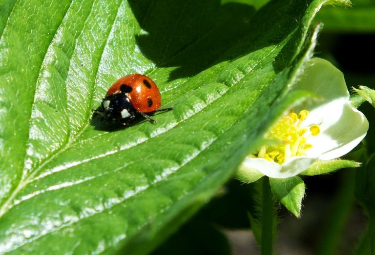 2627-Ladybug.jpg