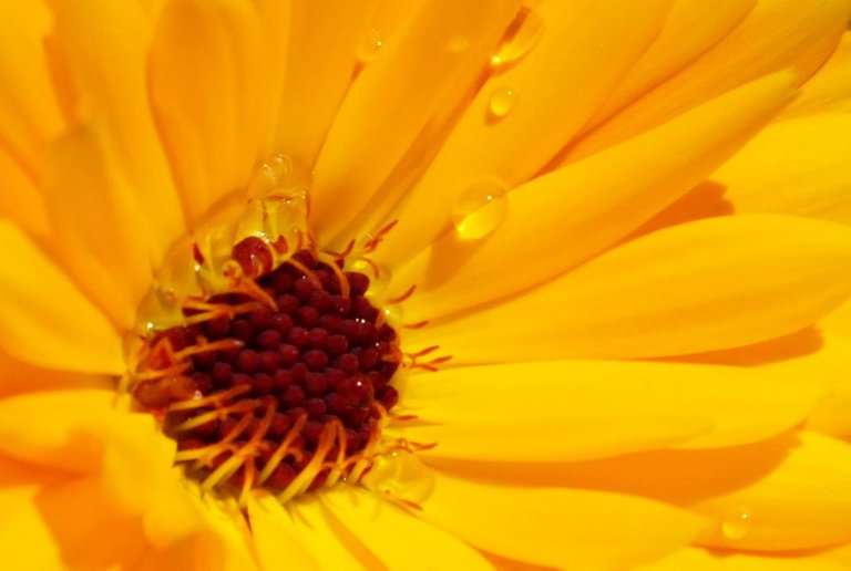 0547-Calendula.JPG