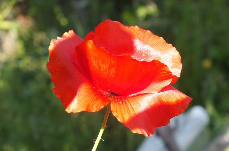 0883-Poppy.JPG