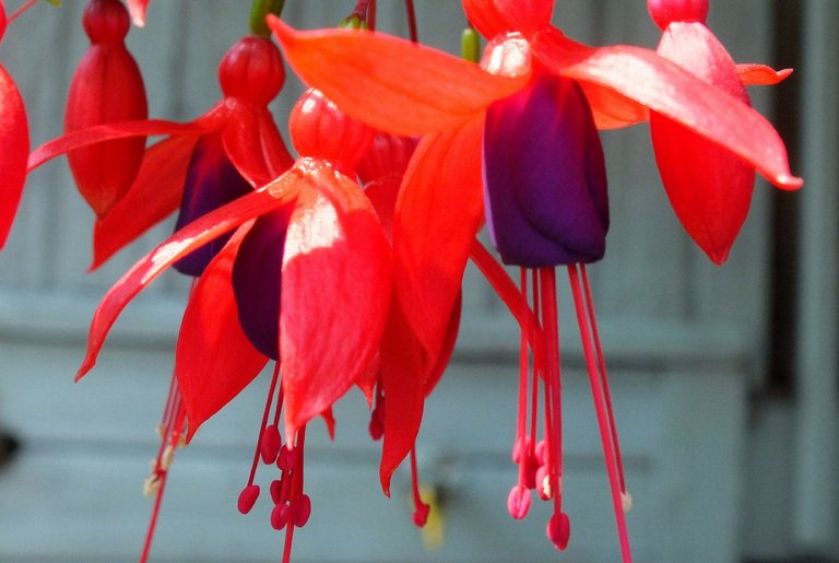 1291-Fuchsias.jpg