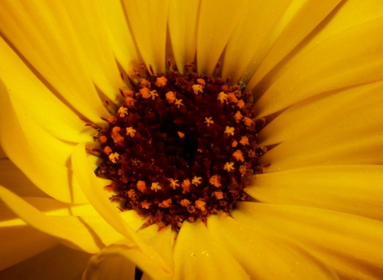 2627-Calendula.jpg