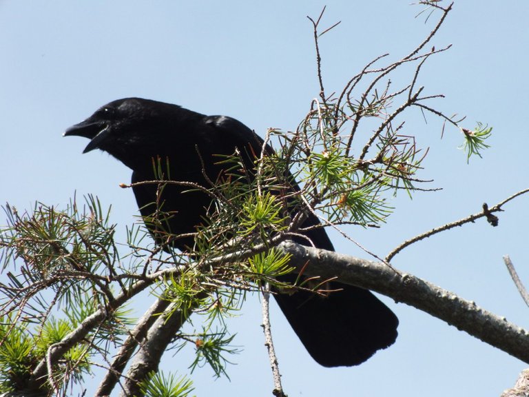 0858-Crow.JPG