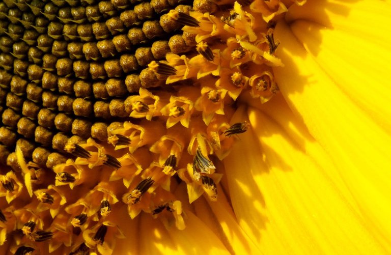 0122-Sunflower4.jpg