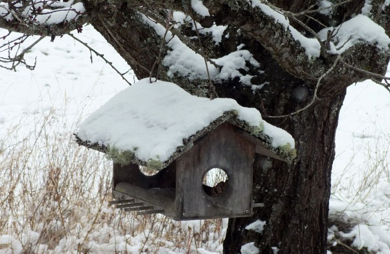 0753-Birdhouse.JPG