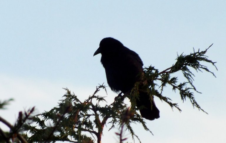 0451-Crow.jpg