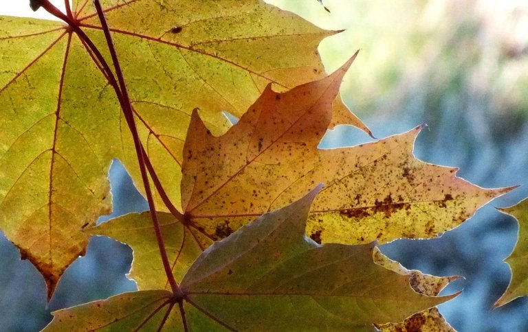 0828-Leaves.jpg